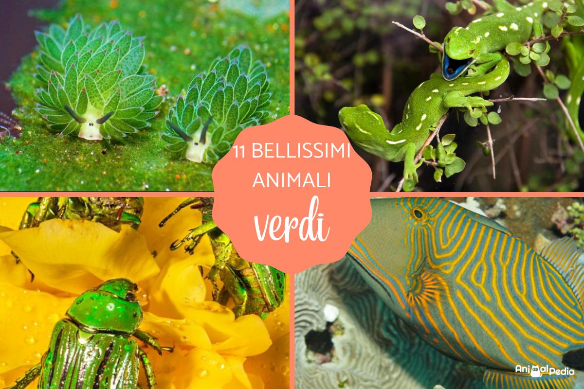 20 Bellissimi animali verdi