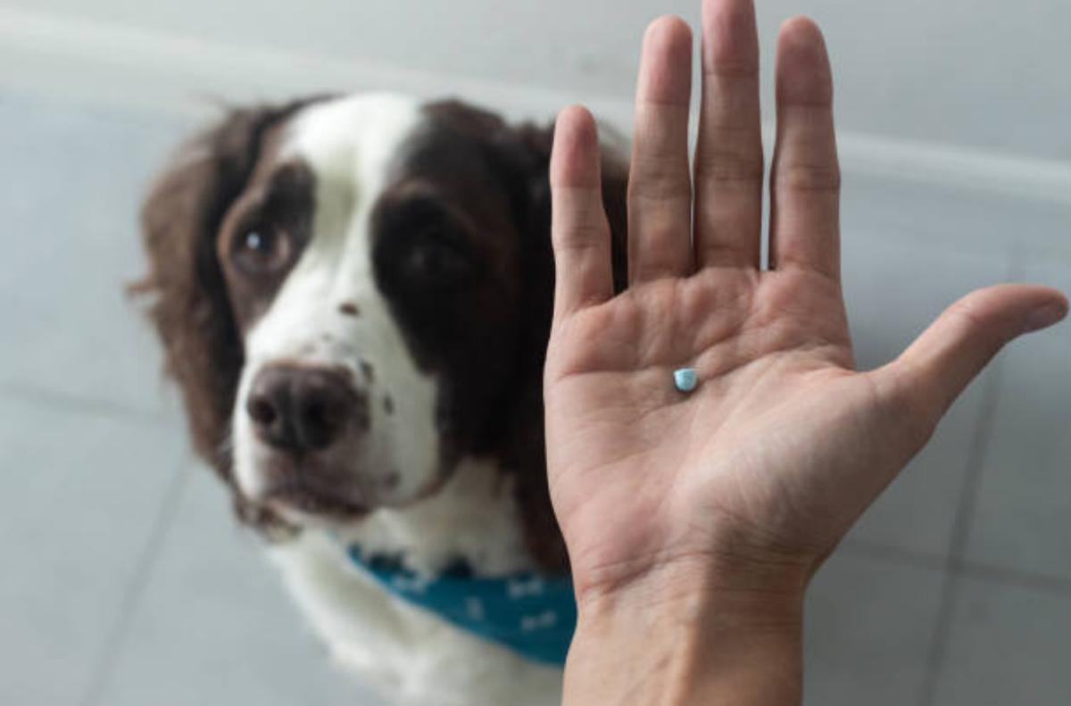 Antinfiammatori per cani senza ricetta: lista completa