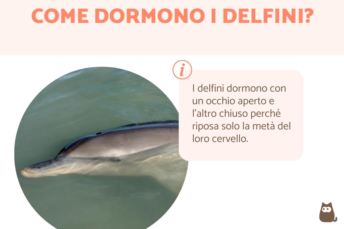 Come dormono i delfini?