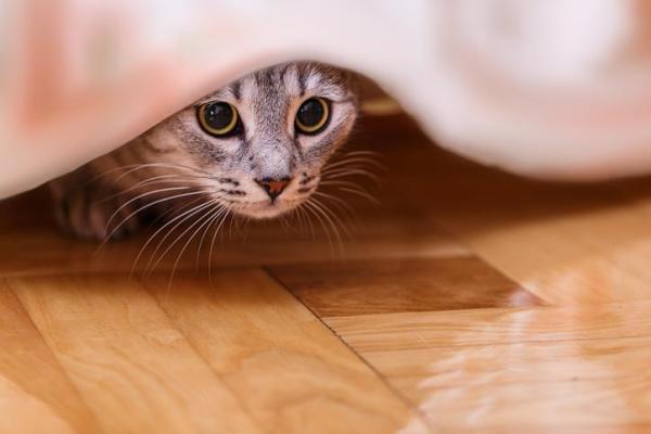 Gatto che si nasconde in casa: cause e soluzioni