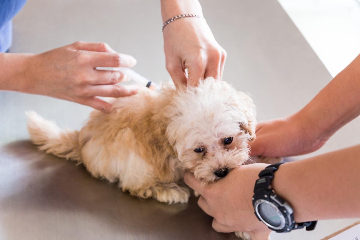 Primo vaccino per cucciolo di cane: quando e quale