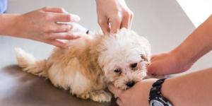 Primo vaccino per cucciolo di cane: quando e quale