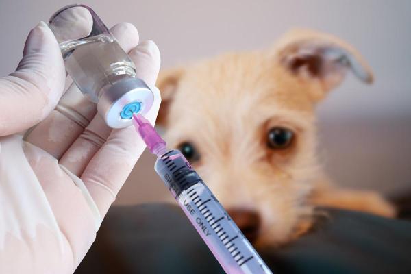 Primo vaccino per cucciolo di cane: quando e quale - Quando si dovrebbe vaccinare un cucciolo di cane per la prima volta?