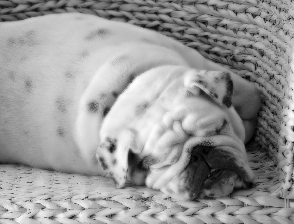 Le 10 razze di cani più tranquille