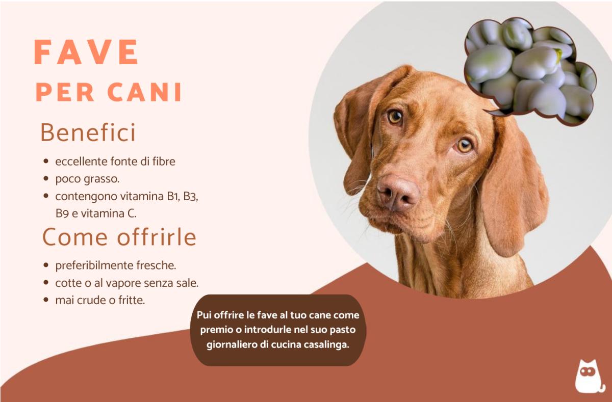 I cani possono mangiare le fave?