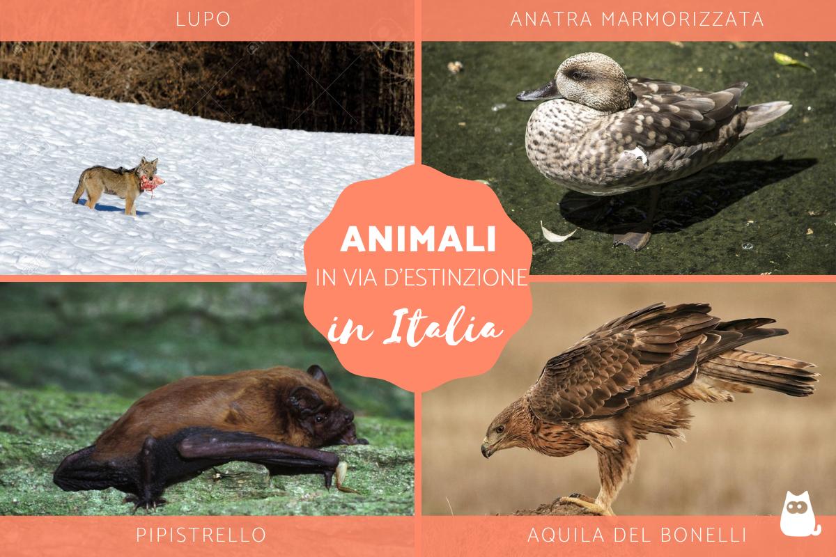 12 Animali in via di estinzione in Italia
