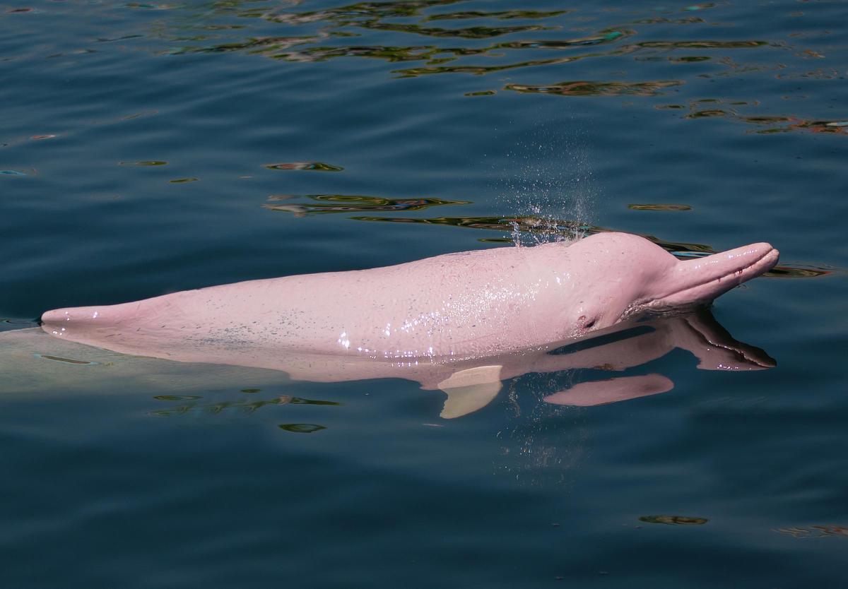 Dove vive il delfino rosa?