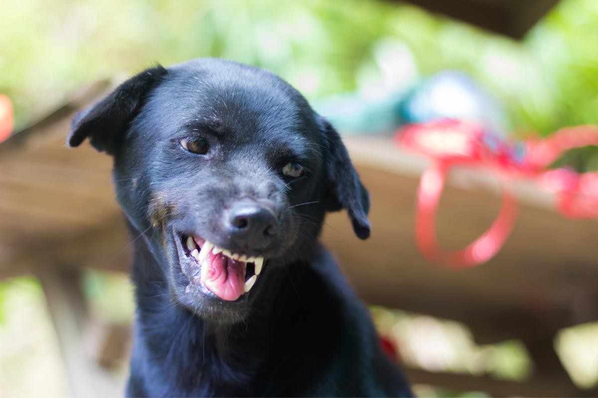 Cane batte i denti: perché e cosa fare