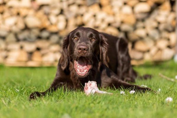 Il mio cane cerca di vomitare ma non riesce - Cause e soluzioni