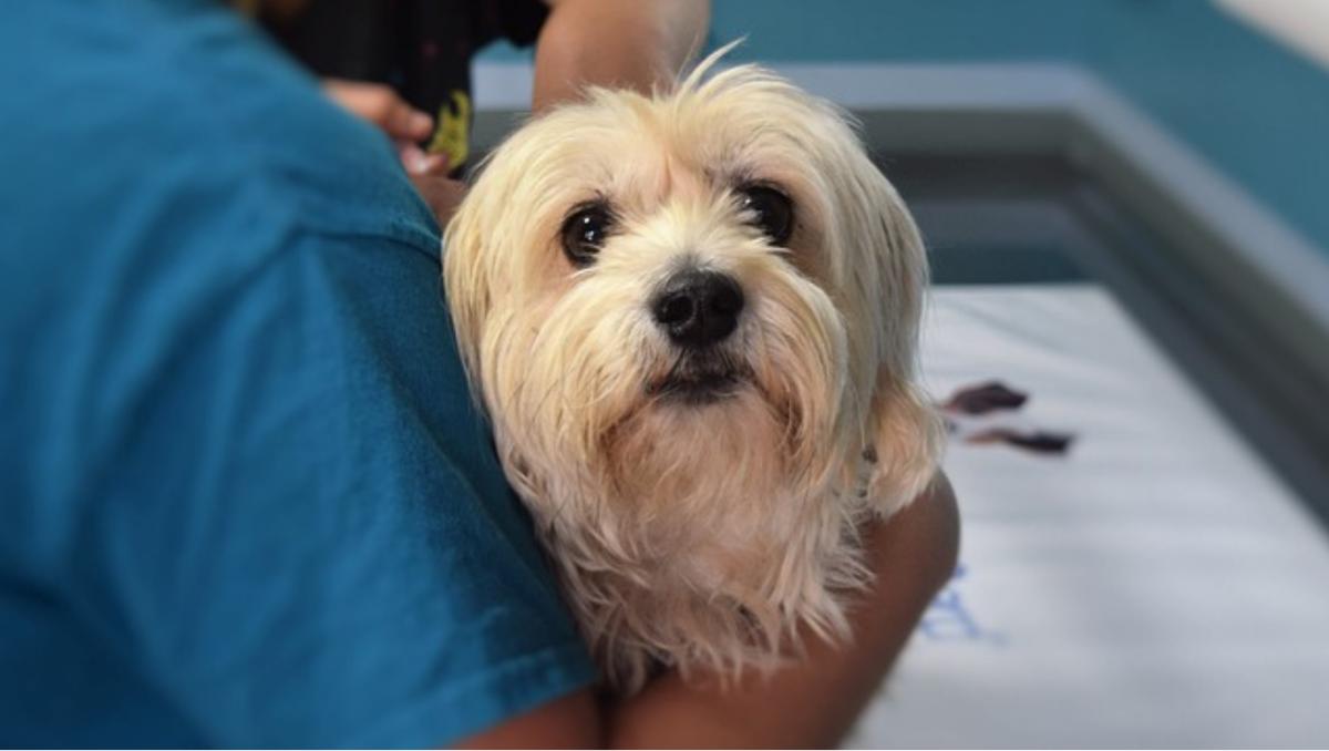 Escrescenza del labbro del cane: cause e cosa fare