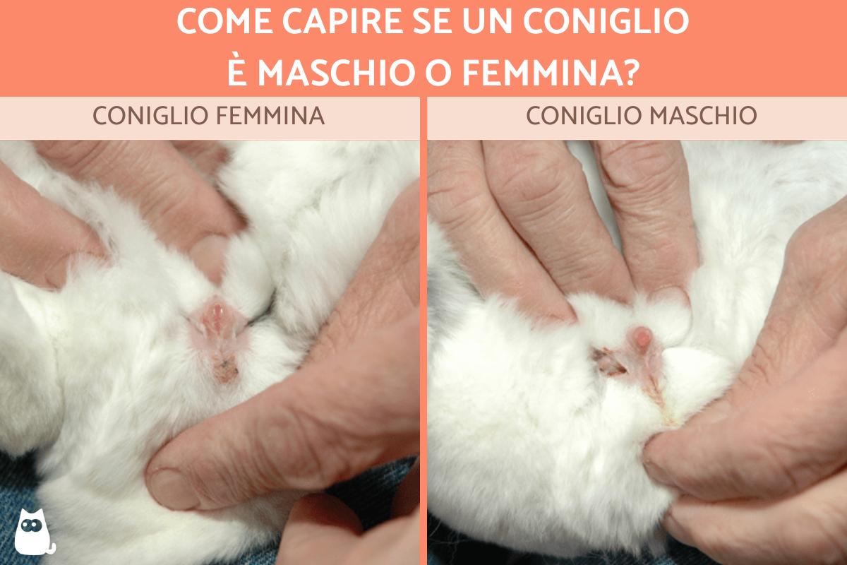 Come capire se un coniglio è maschio o femmina?