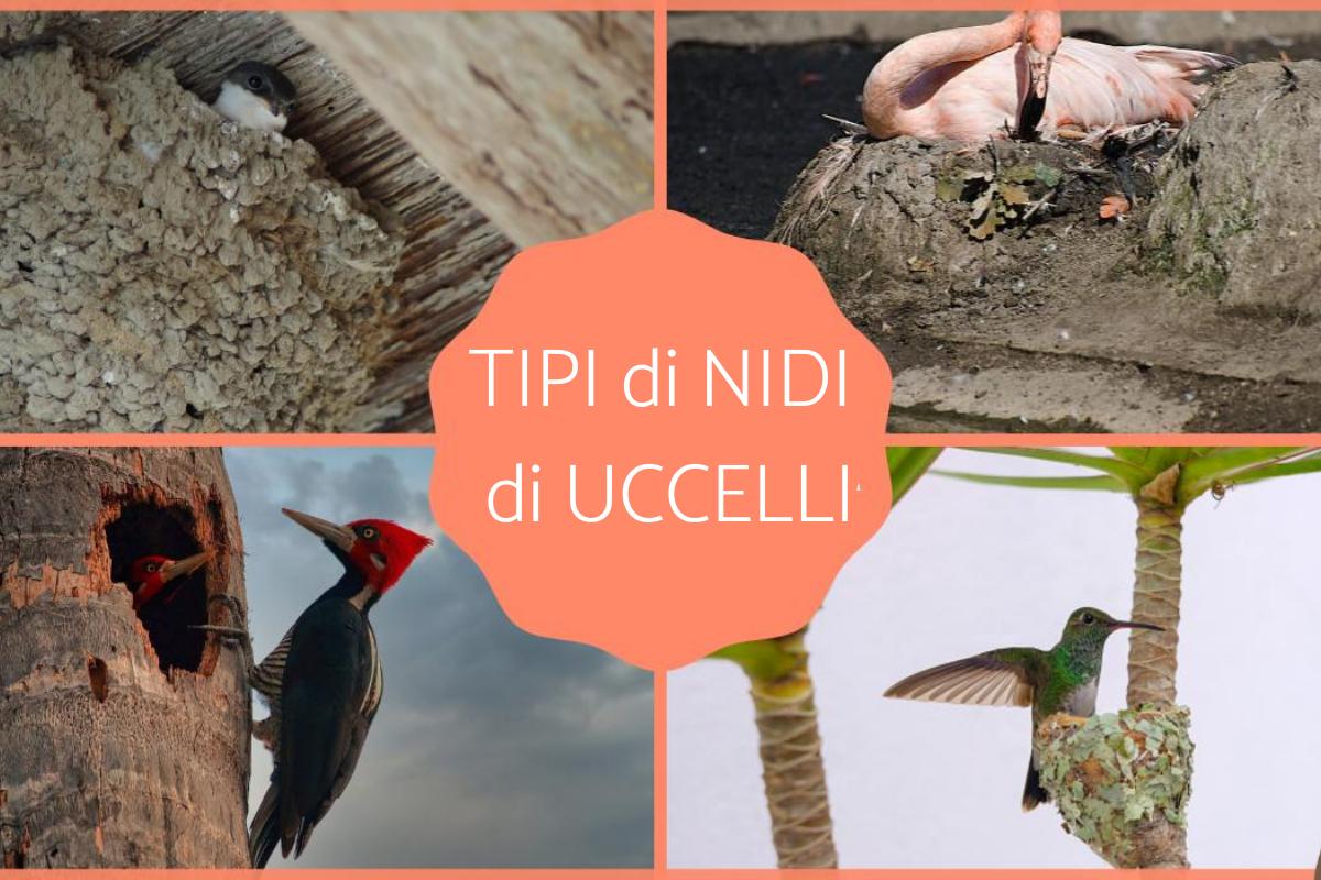 Tipi di nido di uccelli