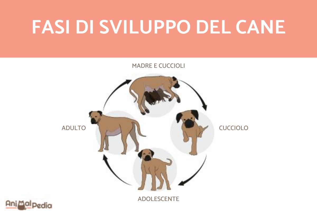 Fasi di sviluppo del cane