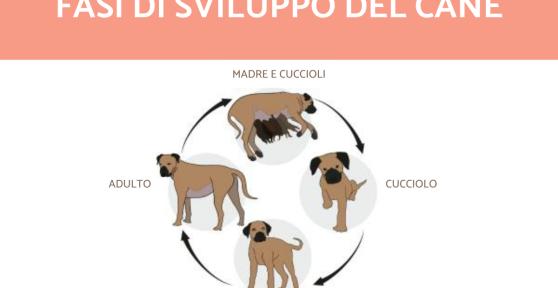 Fasi di sviluppo del cane