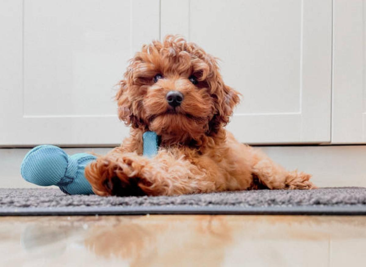 Polmonite nel cane: cause, sintomi, cura e quanto dura