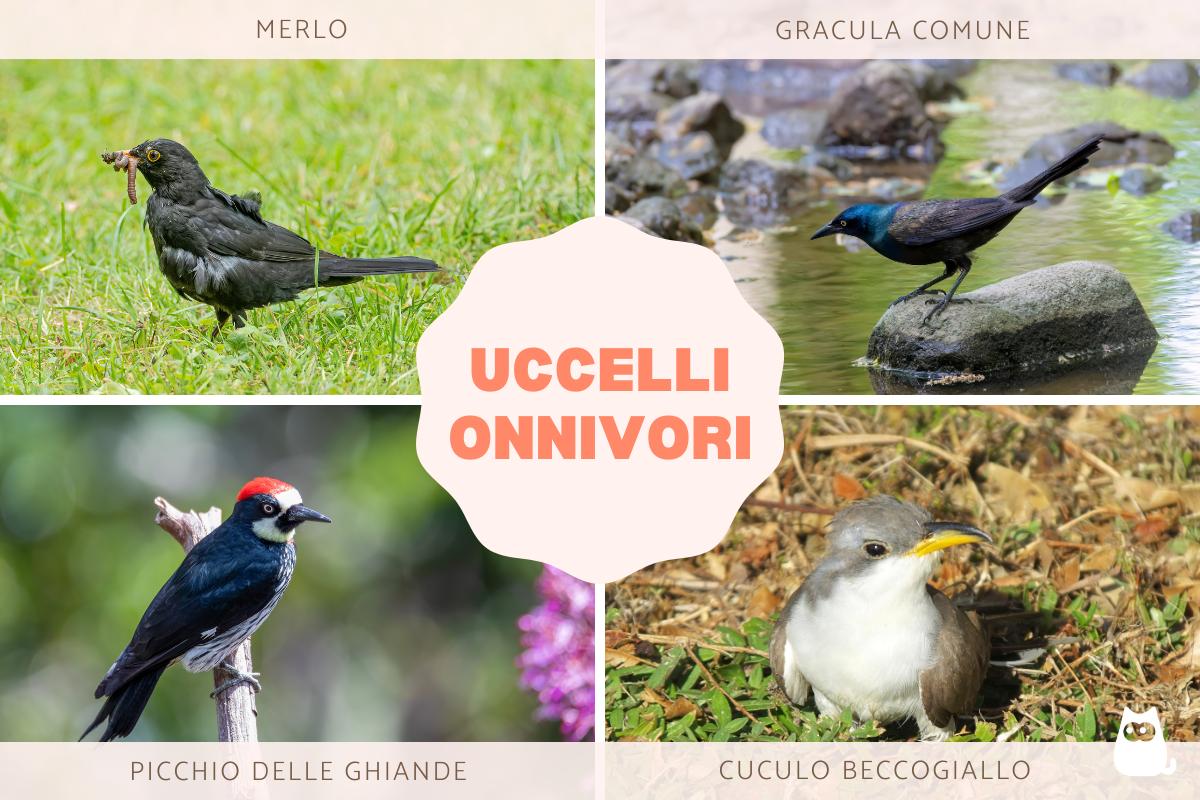 Uccelli onnivori: elenco di esempì