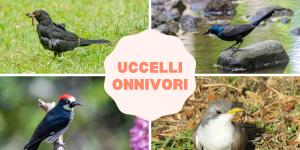 Uccelli onnivori: elenco di esempì