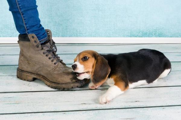 Perché il cane mi morde i piedi quando cammino?