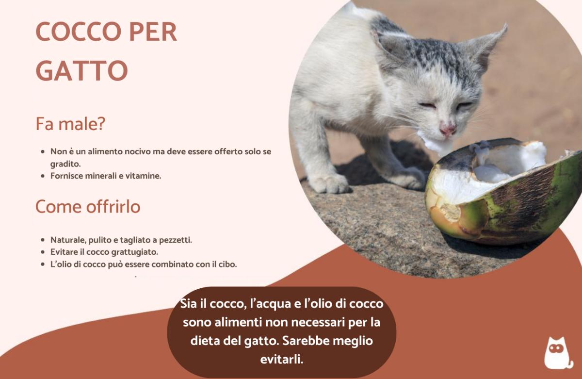 Il gatto può mangiare la noce di cocco?