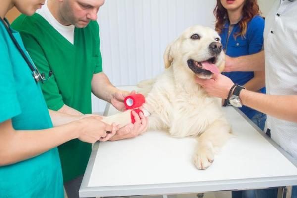 Obesità nel Labrador - Cause e cura - Conseguenze dell'obesità nei cani Labrador