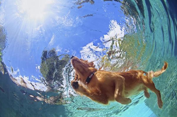 Obesità nel Labrador - Cause e cura - Curare l'obesità nei cani Labrador