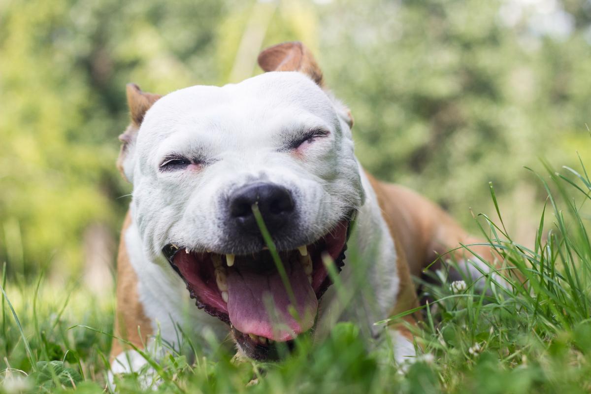 Il mio cane tossisce come se avesse qualcosa in gola