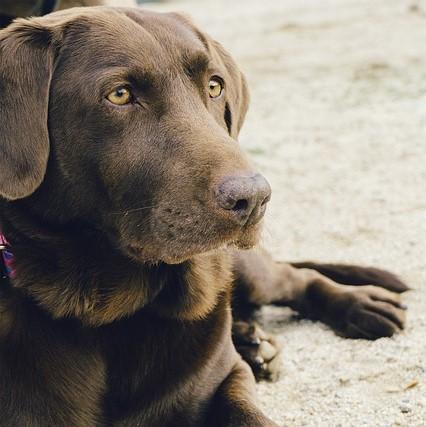 Obesità nel Labrador - Cause e cura