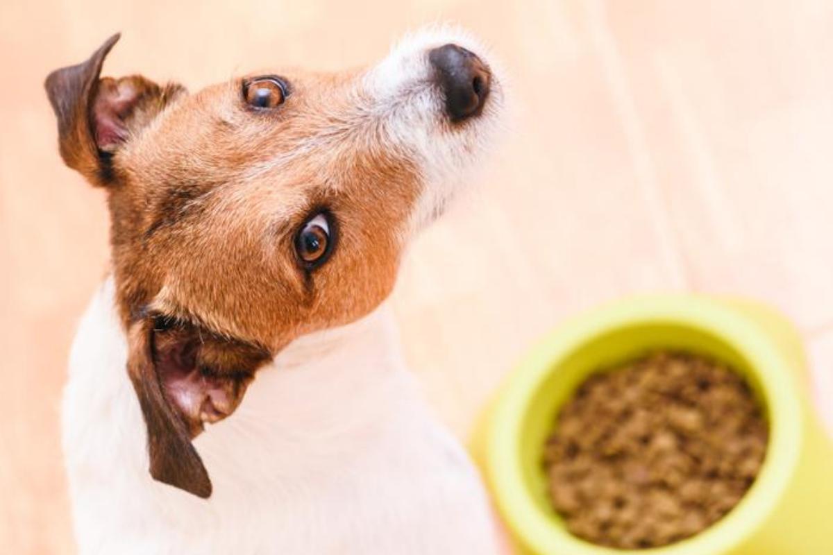 Alimenti con proteine per cani
