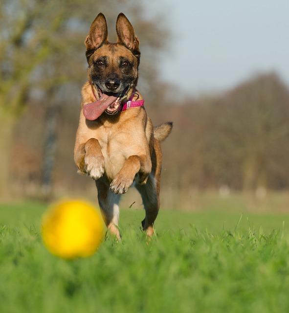 Nomi per Pastore Belga Malinois