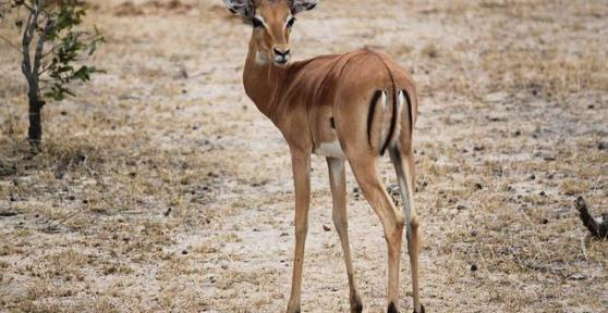 Animali quadrupedi: Caratteristiche ed esempi