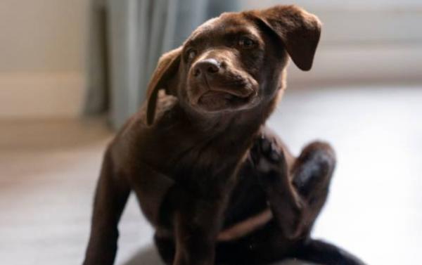 Cane che si gratta e mordicchia: cause, quando preoccuparsi e cosa dare