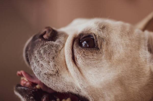 Cane che si gratta e mordicchia: cause, quando preoccuparsi e cosa dare - Quando preoccuparsi se il cane si gratta e mordicchia