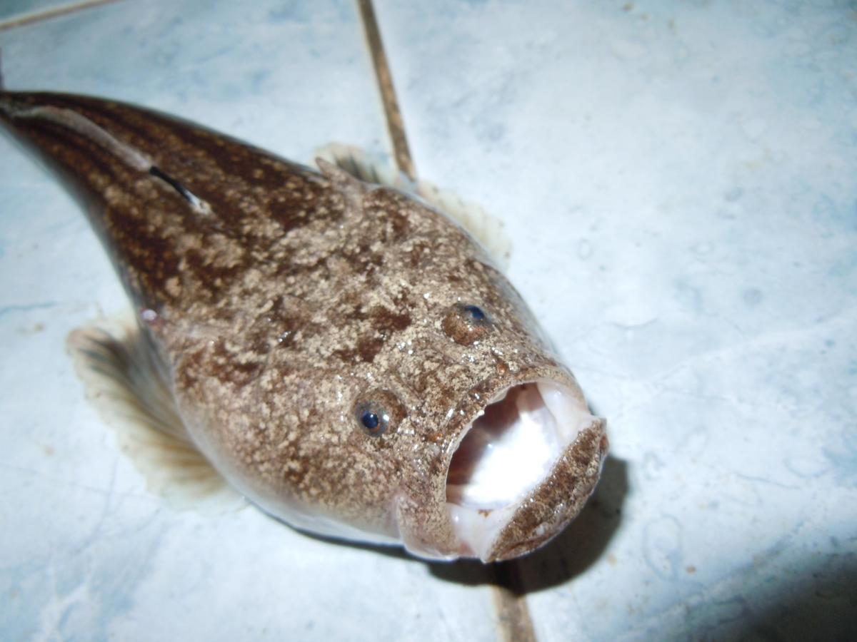 Animali degli abissi: lista di pesci degli abissi