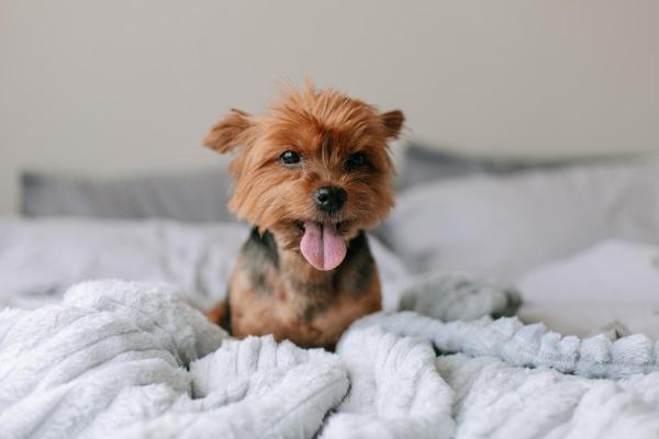 Perché i cani scavano sul letto? - Per nascondere il suo odore dopo il bagno