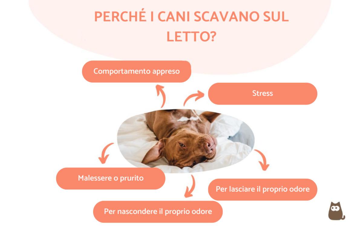 Perché i cani scavano sul letto?