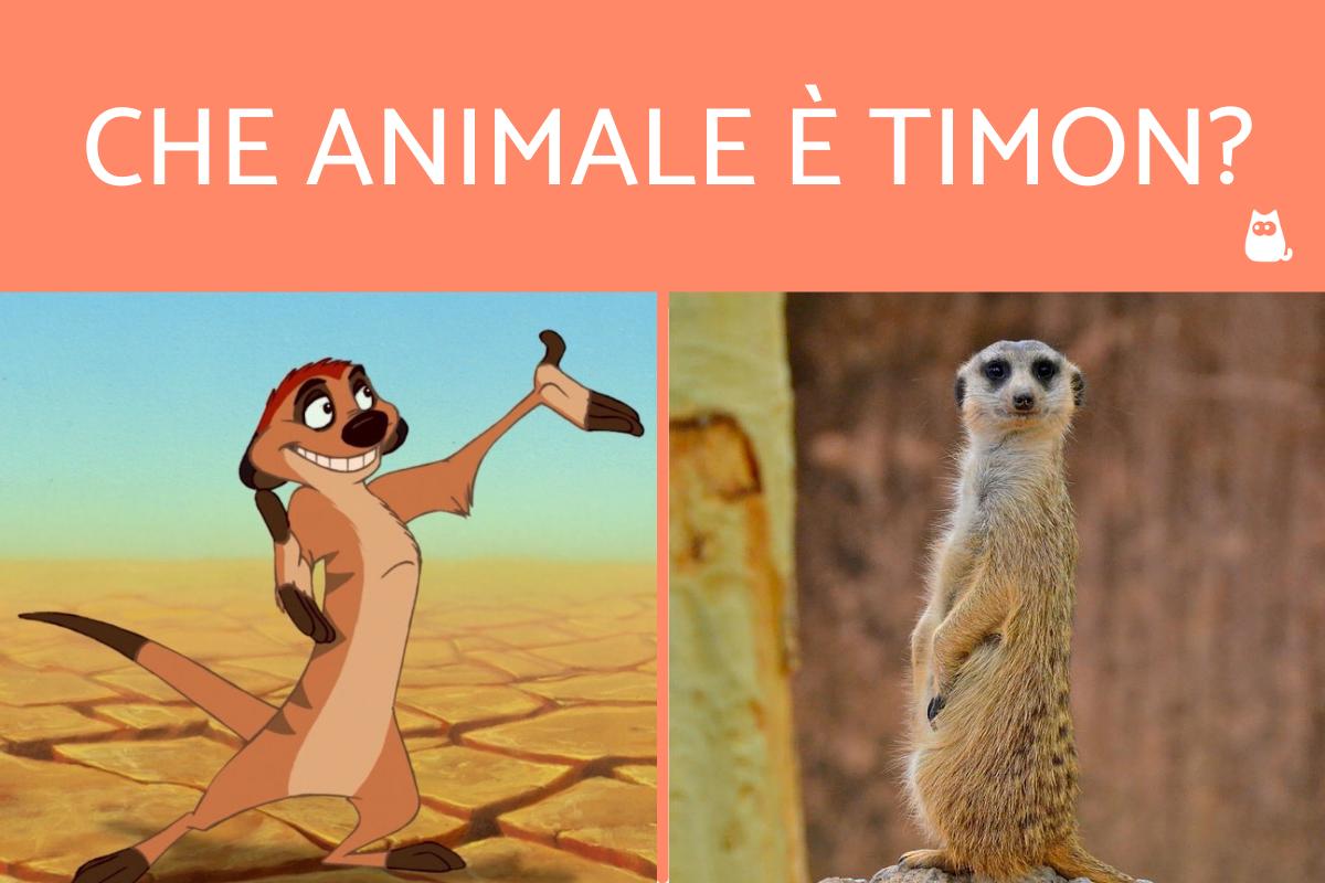 Timon che animale è?