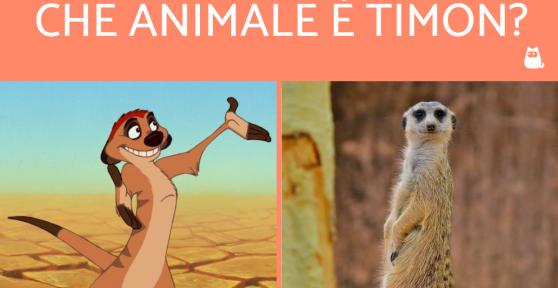 Timon che animale è?