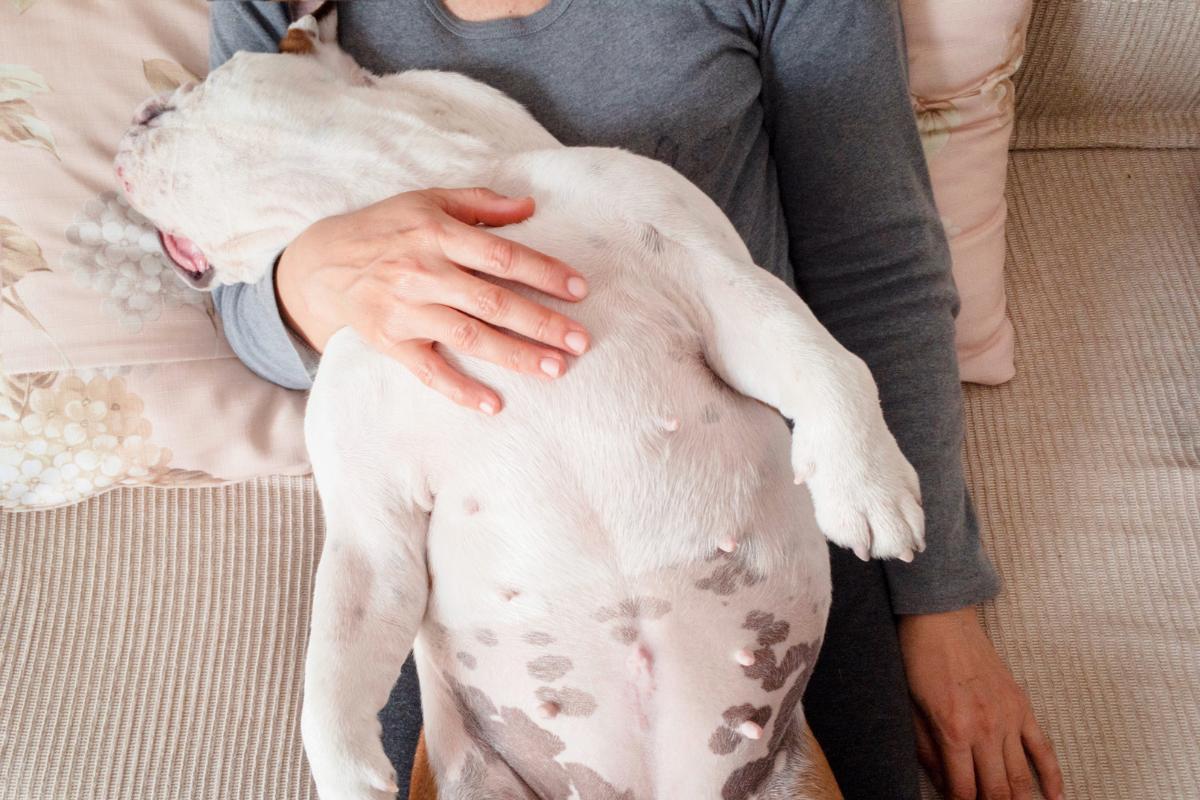 Il mio cane dorme sulla mia pancia: cause
