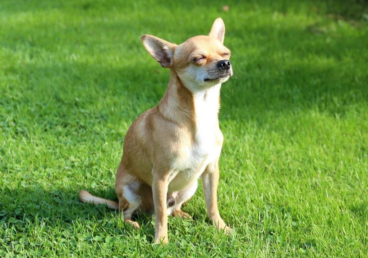 Perchè i cani si mettono al sole