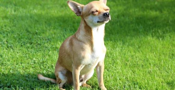 Perchè i cani si mettono al sole