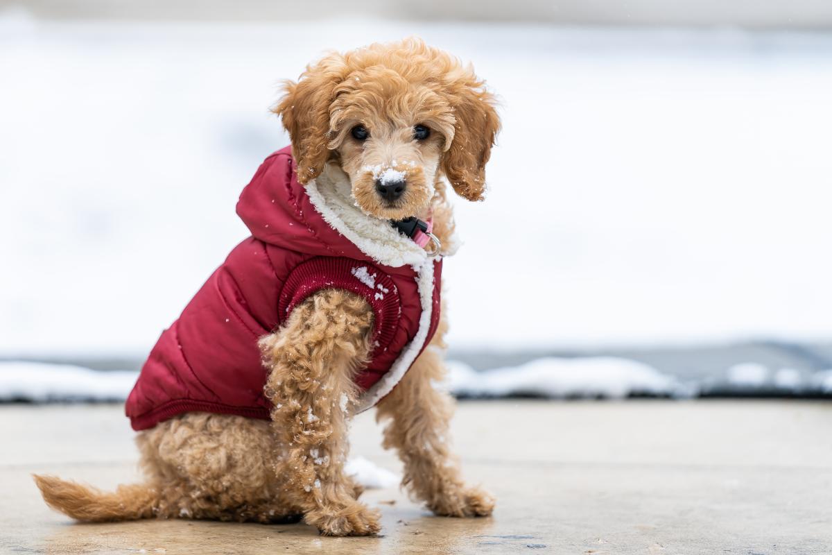 I migliori regali invernali per cani e gatti