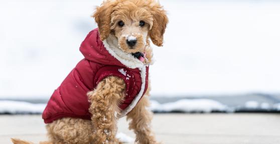 I migliori regali invernali per cani e gatti