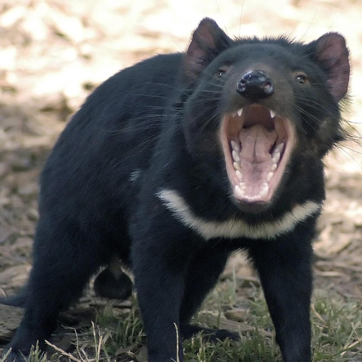 Marsupiali: Caratteristiche e curiosità