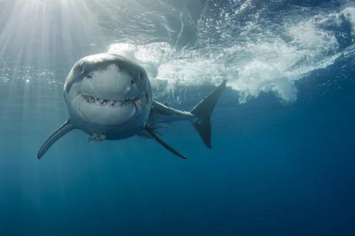 Animali che non dormono