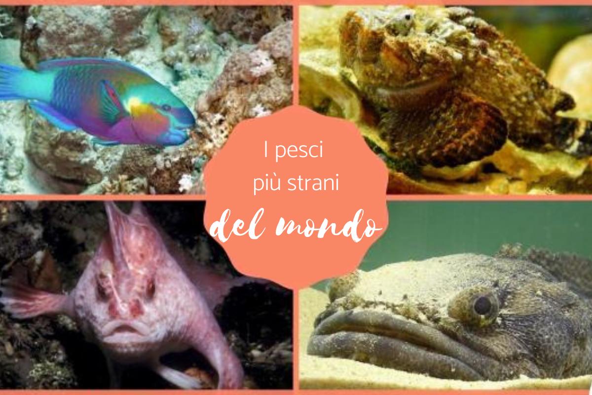 I pesci più strani del mondo
