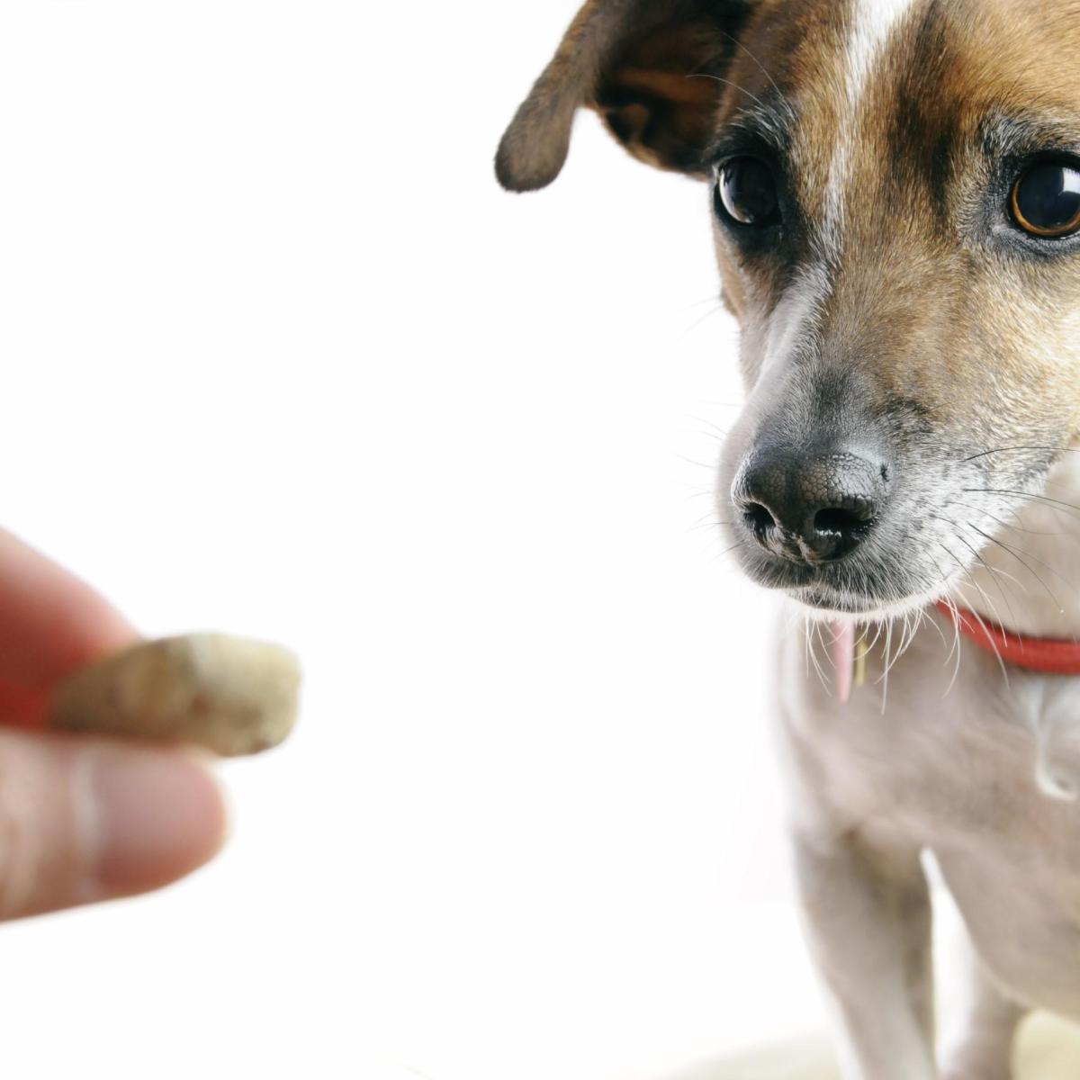 Il rinforzo positivo con i cani