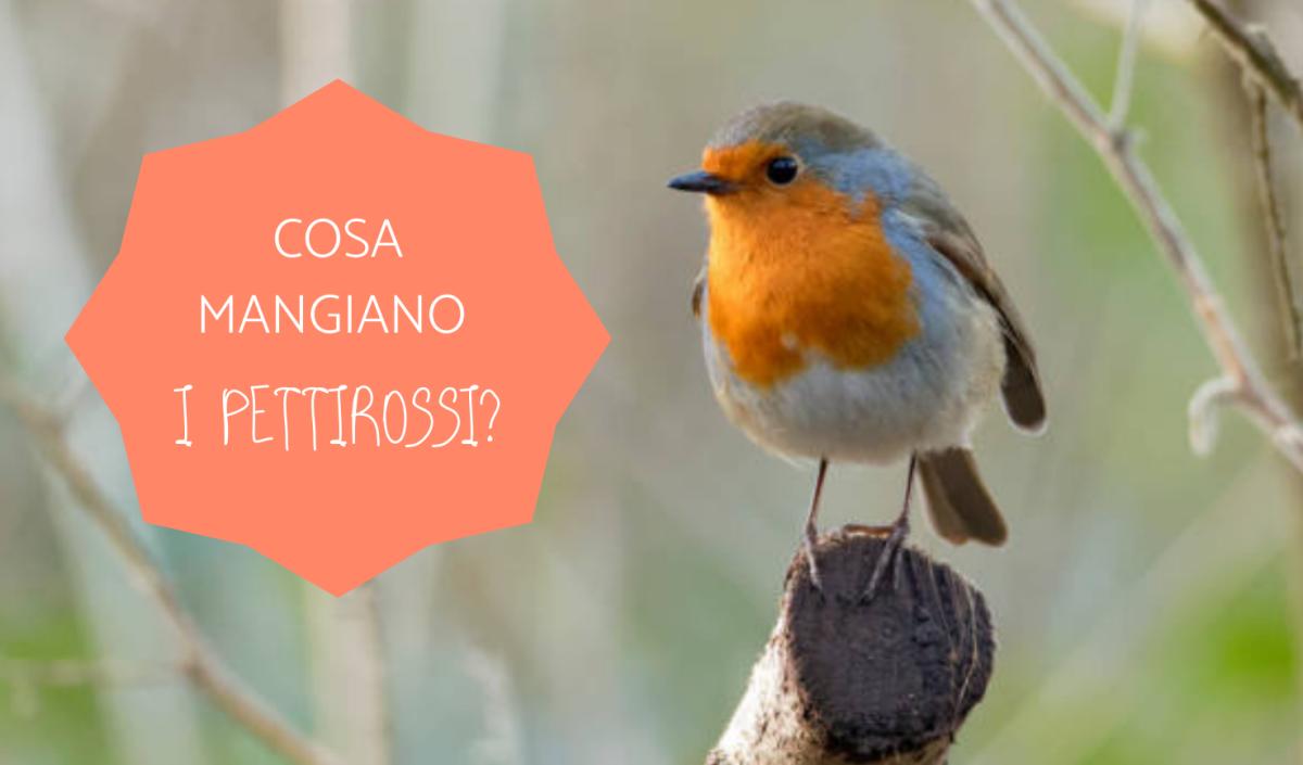 Cosa mangiano i pettirossi?