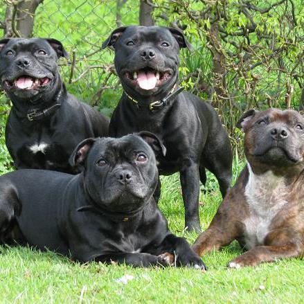 Razze di cani Terrier