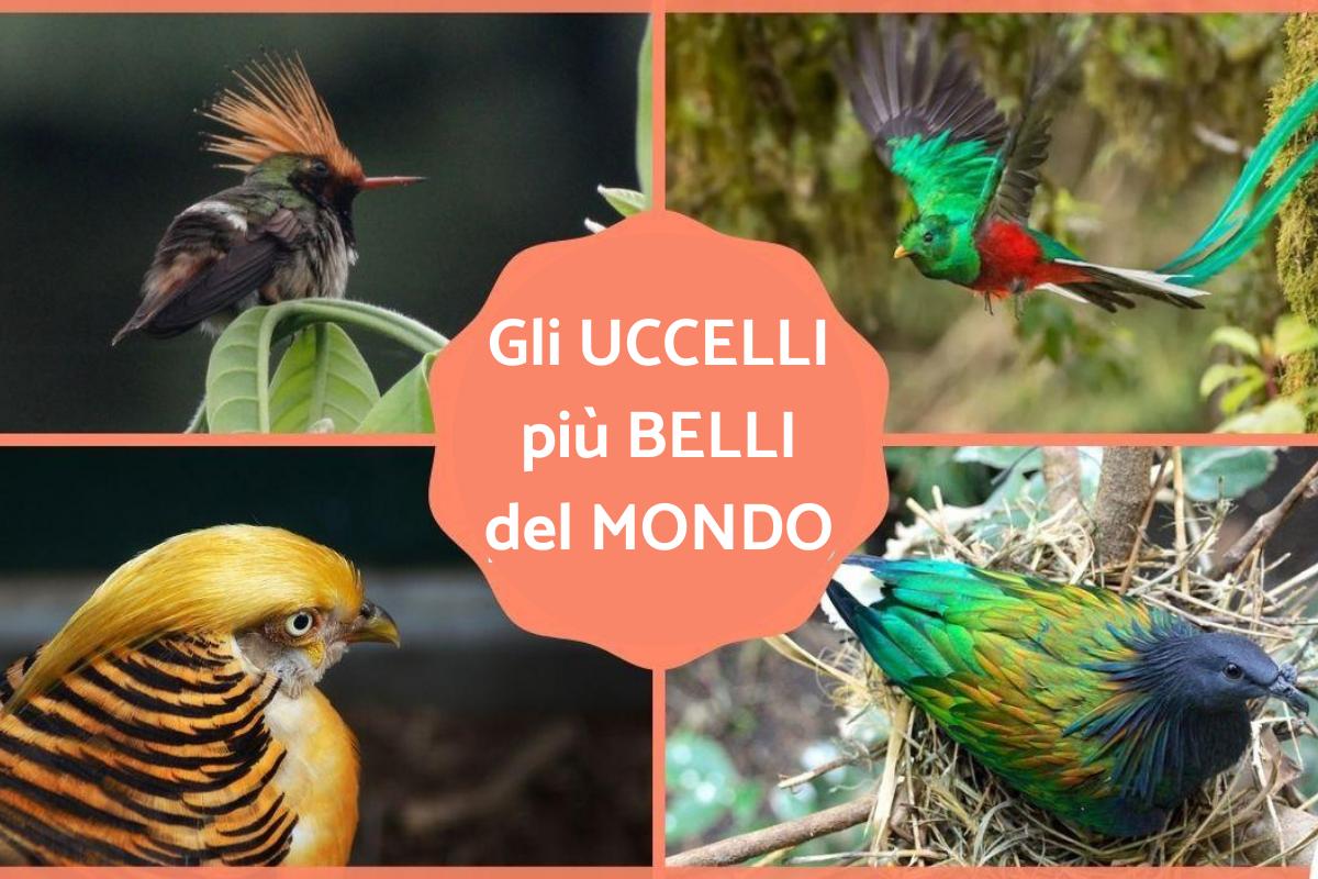 Gli uccelli più belli del mondo