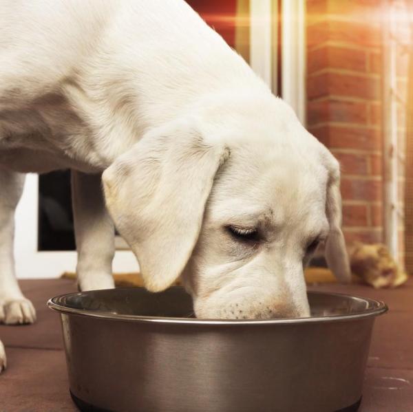 Integratori alimentari naturali per cani